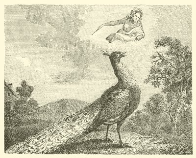 The Peacock