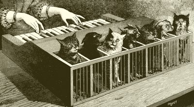 The piano of cats by English School