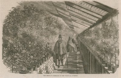 The Show of Camellias at the Vauxhall Nursery by English School