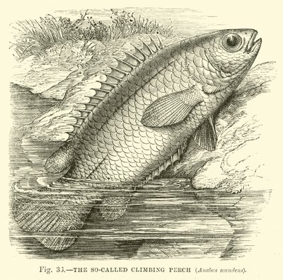 The So-Called Climbing Perch, Anabas Scandens by English School