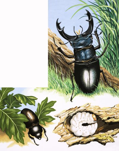 The story of the Stag Beetle by English School