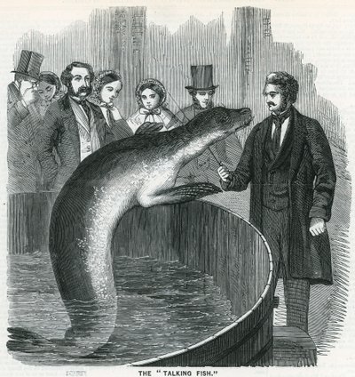 The Talking Fish by English School