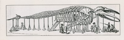 The whole skeleton lounge at Charing Cross by English School