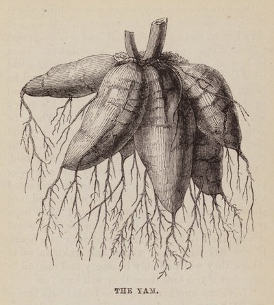 The Yam by English School