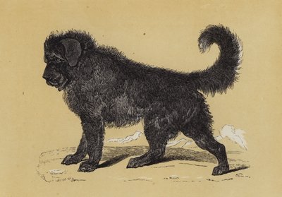 Thibet Dog by English School