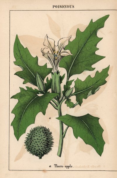 Thorn apple with white flowers and spiny fruit, from 
