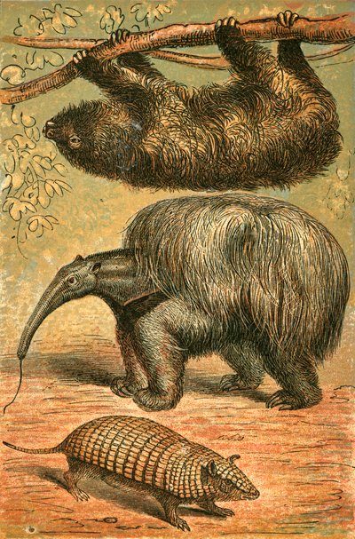 Three Toes Sloth, Great Anteater and Armadillo by English School