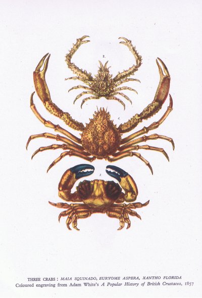 Three crabs, Nature in Britain published by Collins by English School