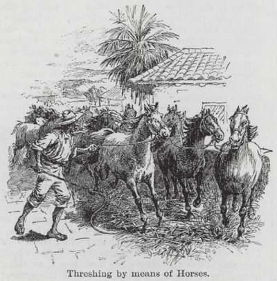 Threshing by Means of Horses by English School