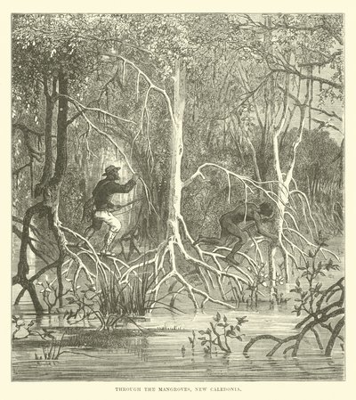 Through the Mangroves, New Caledonia by English School