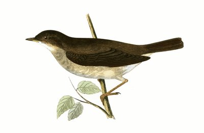 Thrush Nightingale, illustration from 