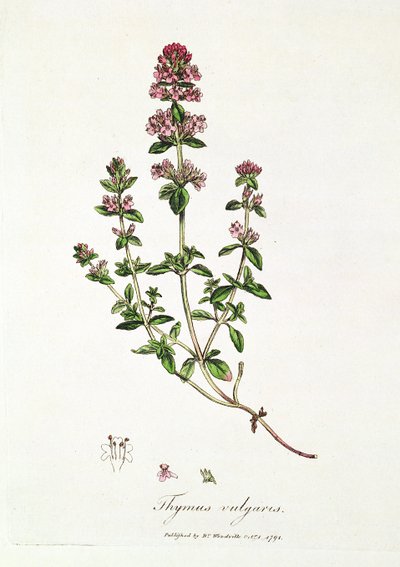 Thyme, Thymus vulgaris by English School