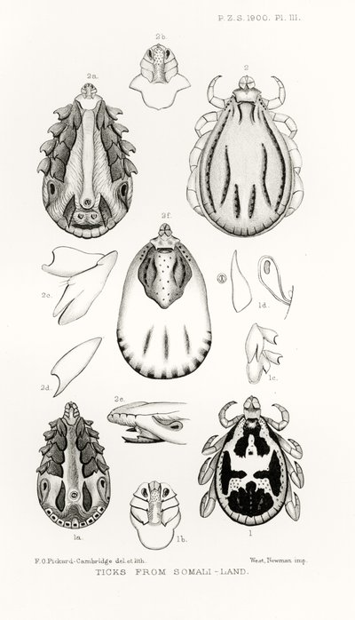 Ticks from Somali-Land, illustration from The Hope Reports, Vol. II, 1897-1900, edited by Edward B. Poulton, Oxford, 1901 by English School