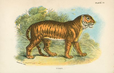 Tiger by English School