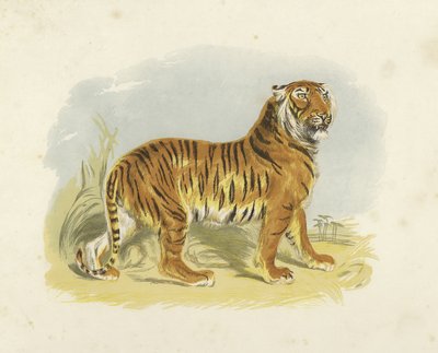 Tiger by English School