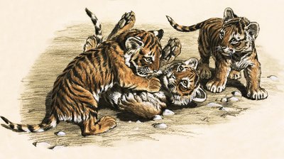 Tiger Cubs by English School