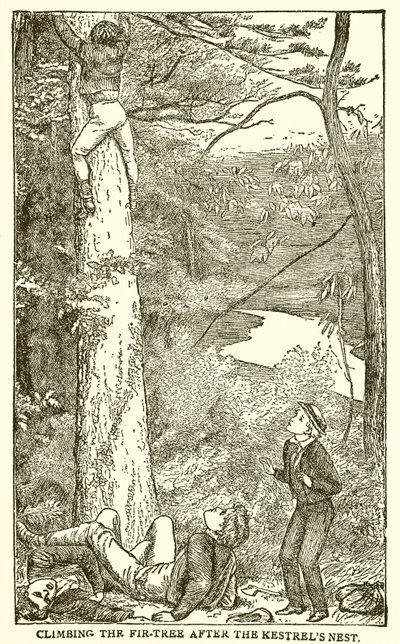 Tom Brown