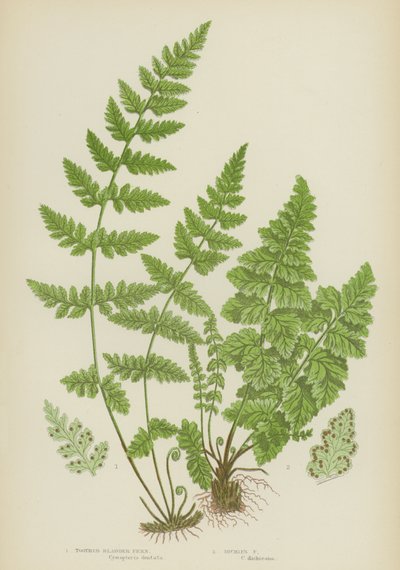 Toothed Bladder Fern, Dickies Fern by English School