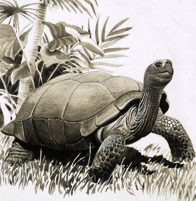 Tortoise by English School