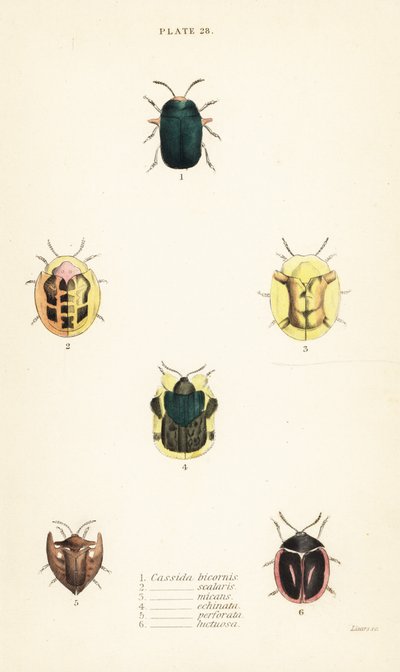 Tortoise Beetles: Omocerus bicornis, Cassida scalaris, Cassida micans, Cassida echinata, Cassida perforata, and Cassida luctuosa by English School