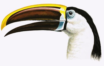 Toucan by English School