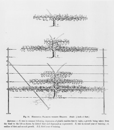 Training young fruit trees, from The Fruit Growers Guide by John Wright, published c.1897-1905 by English School