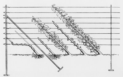 Training young trees, from The Fruit Growers Guide by John Wright, published c.1897-1905 by English School