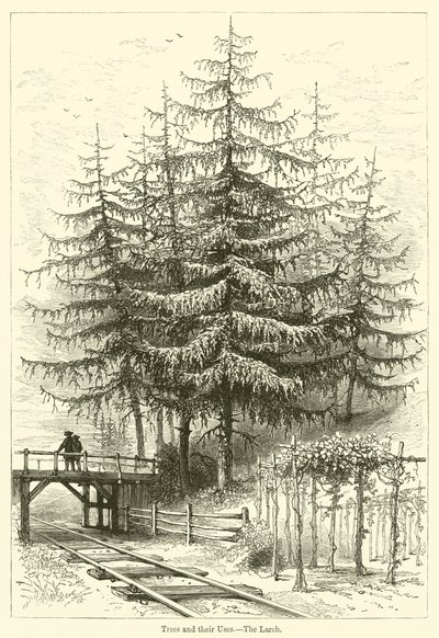 Trees and their Uses, The Larch by English School