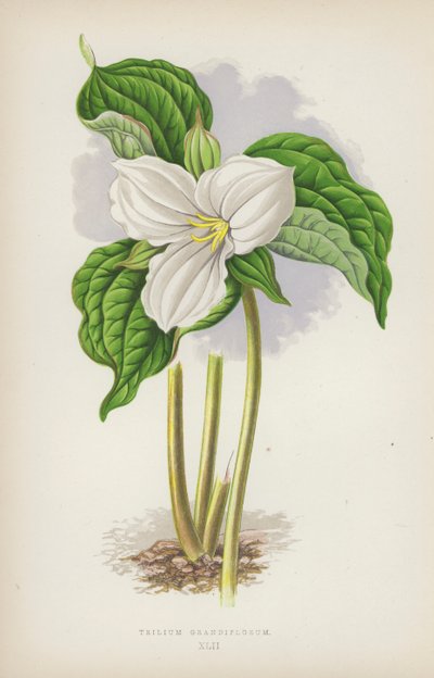 Trillium Grandiflorum by English School