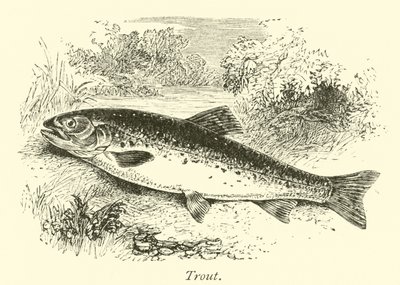 Trout by English School