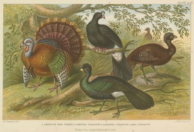 Turkey and curassows by English School
