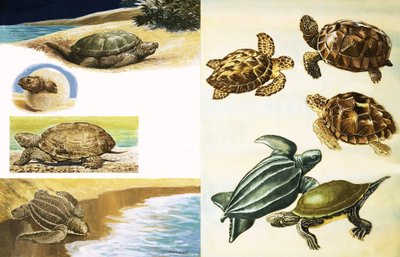 Turtles by English School