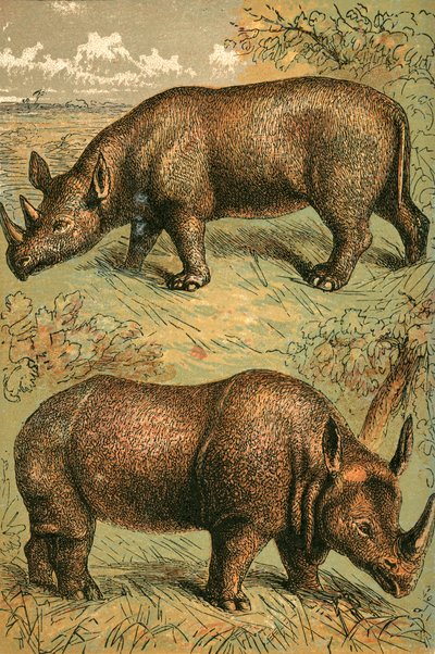 Two Horned Rhinoceros and Single Horned Rhinoceros by English School