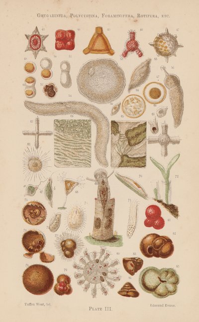 Under the Microscope: Gregarinida, Polycystina, Foraminifera, Rotifera, etc. by English School