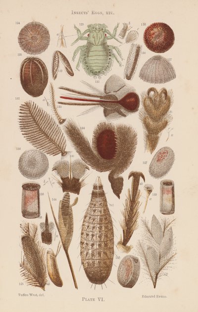 Under the Microscope: Insects