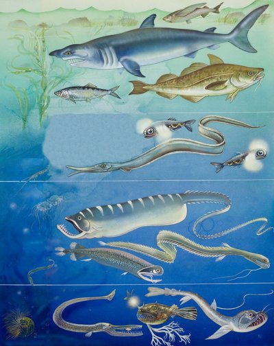 Underwater Creatures Montage by English School