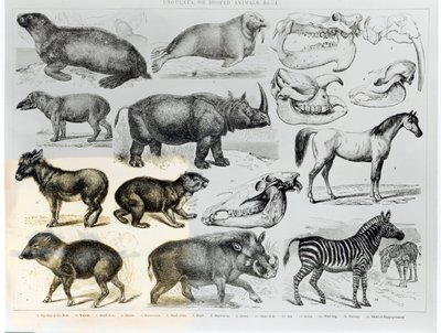 Ungulata or Hoofed Animals by English School