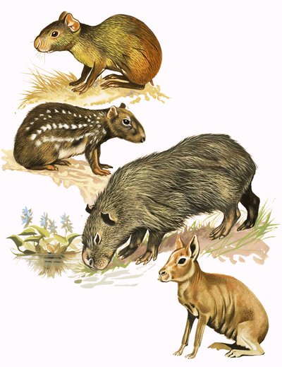 Unidentified Animals Montage by English School