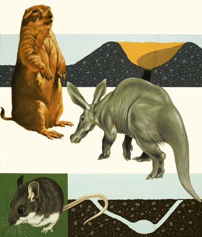 Unidentified animals montage including prairie dog and aardvark by English School