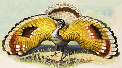 Unidentified bird by English School