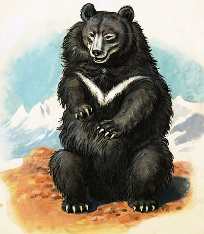 Unidentified breed of bear by English School