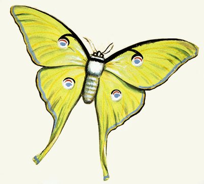 Unidentified butterfly by English School
