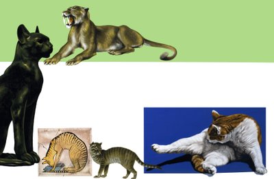 Unidentified Cats Through the Ages Montage by English School