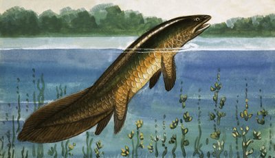 Unidentified Fish by English School