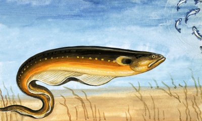 Unidentified fish by English School