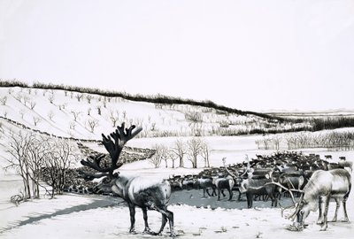 Unidentified Herd of Reindeer by English School