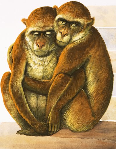 Unidentified monkeys by English School