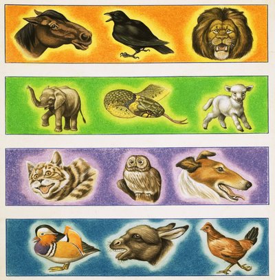 Unidentified montage of animals by English School