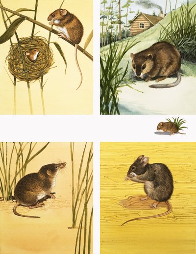 Unidentified small mammals montage including mice and vole by English School