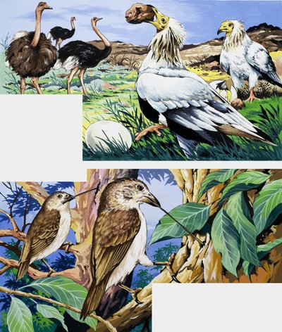 Unusual eating habits of birds by English School